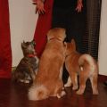 IMG 4906