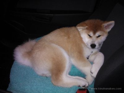 NOKIA Lumia 800 000109