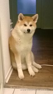 Nokia Lumia 920 20131219 001