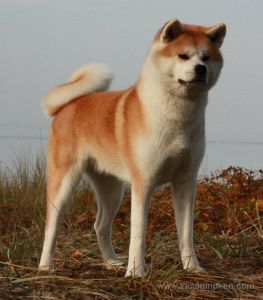 11052018 1153789277982684 7504776916060084811 o