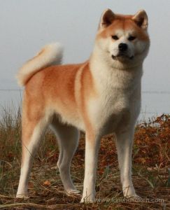 12189283 1153789271316018 4243115591325989910 o