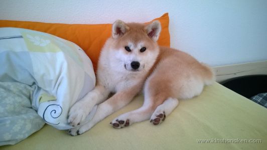 Nokia Lumia 920 20131230 002