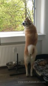 Nokia Lumia 920 20140426 12 25 23 Pro