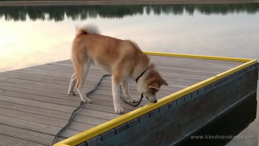 Nokia Lumia 920 20140505 19 27 23 Pro