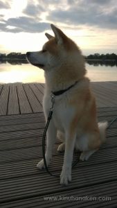 Nokia Lumia 920 20140505 19 28 05 Pro