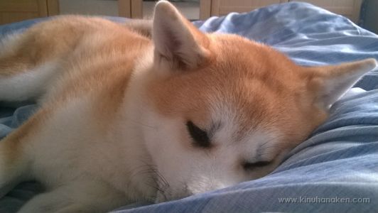 Nokia Lumia 920 20140830 06 50 49 Pro