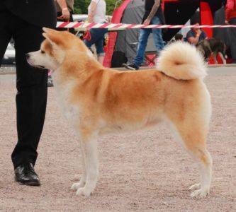 35518963 2129645780397024 8560472791386685440 n