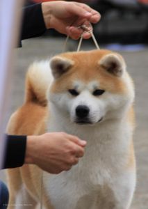 40579055 2257812700913664 2195546831713206272 n