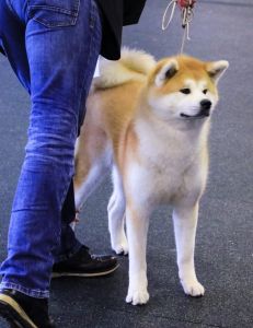 54727463 2544369055591359 3197617990984007680 n