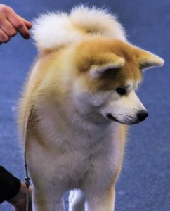 54727518 2544369725591292 5123986487678861312 n