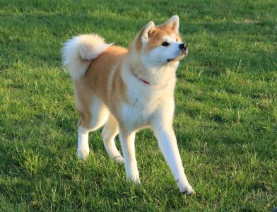 55451648 2555249307836667 9089063560490778624 o