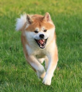 55929379 2566268326734765 1733871468397199360 n