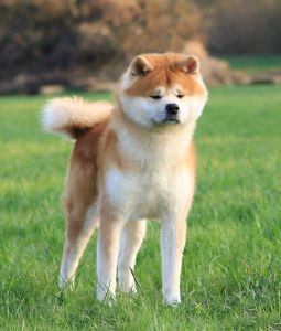 55939437 2566268320068099 3818599601183653888 n