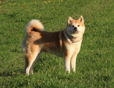 57203944 2598153526879578 1854094393355534336 n