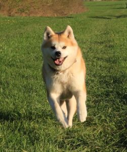 57313519 2598152890212975 3195898414927708160 n