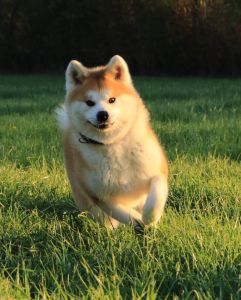 58079877 2598151766879754 7790966122555113472 n