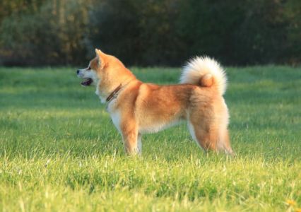 57379405 2598152673546330 3921164919155720192 n