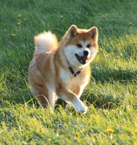 57604462 2598152513546346 8130289262156316672 n