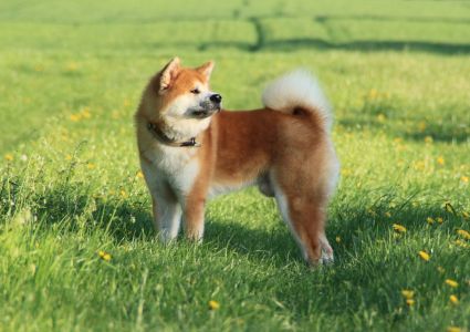 58578375 2612571838771080 3569814994952388608 o