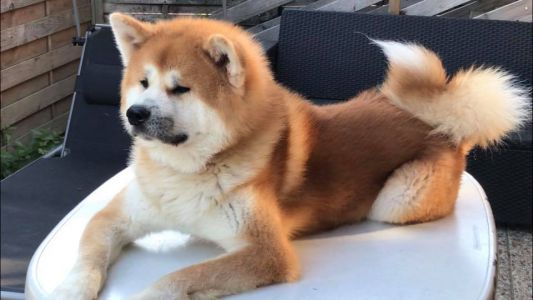 60531126 2632903423404588 5742866110819074048 n