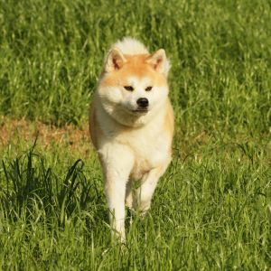 64239711 2699393270088936 7287201509962416128 o