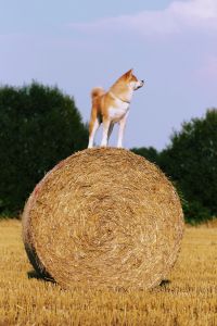 69136406 2834807053214223 4077967135681282048 o