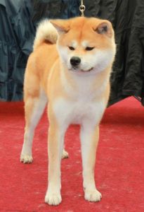 217141 623840290977588 410219830 n