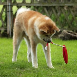 62215982 2686030651425198 8031844613117444096 o