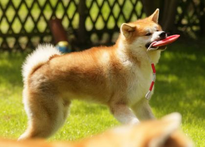 62233558 2686031044758492 389911781264326656 o