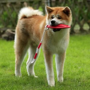 62480296 2686030794758517 2518128313348653056 o