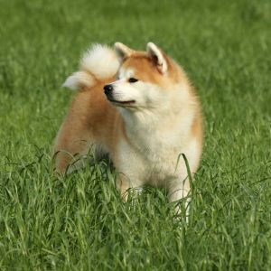 64261781 2699393243422272 6659622301715136512 o