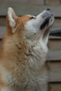 65184287 2712374425457487 8871087364559077376 n