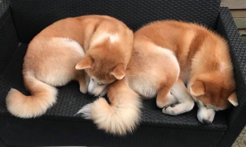 65498426 2725279647500298 8519156511669223424 n