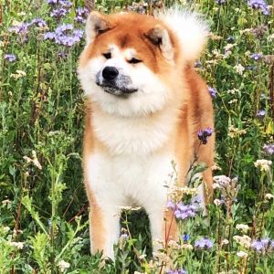 66448706 2741387162556213 704532536721670144 o