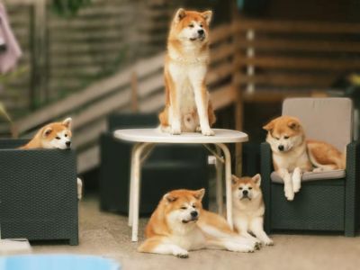 66886756 2759899364038326 8024737906826412032 n