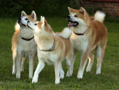 67115137 2767611589933770 4837902190720843776 o