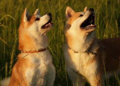 67194467 2767611739933755 8058535635838828544 o