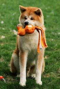 67248091 2756383464389916 7855196636912287744 n