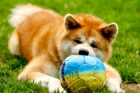 67443958 2765634513464811 2249380037700616192 n