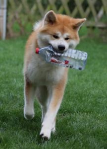 68267132 2795730233788572 4021904360630910976 n