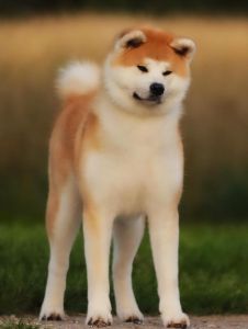 68955662 2825436370817958 5015509005489930240 n