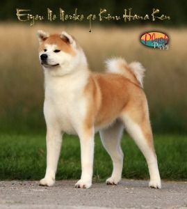 69585445 2383614808386074 4454295795109199872 o