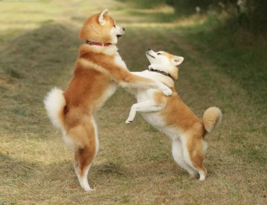 69600186 2457401107838803 4115301881931104256 o