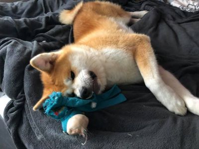 72227440 2908058885889039 1618282254805499904 n