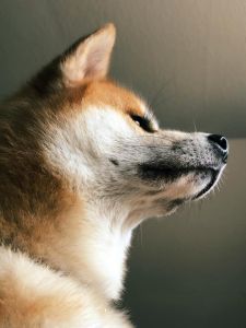 73475122 2935572619804332 6571426346587652096 n