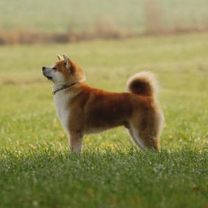 75241172 3003836652977928 2386694926747303936 n