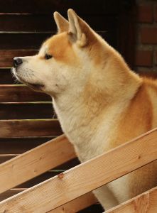 14188320 1379831242045152 6058640717585457820 o