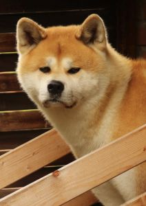 14207858 1379831308711812 6033452374734765545 o