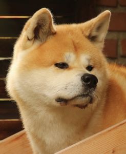 14242206 1379831245378485 3699050016570785959 o