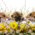 easterpuppies